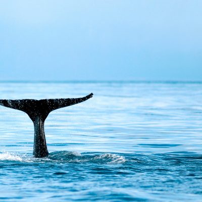 What To Look For In A Responsible Whale Watching Tour